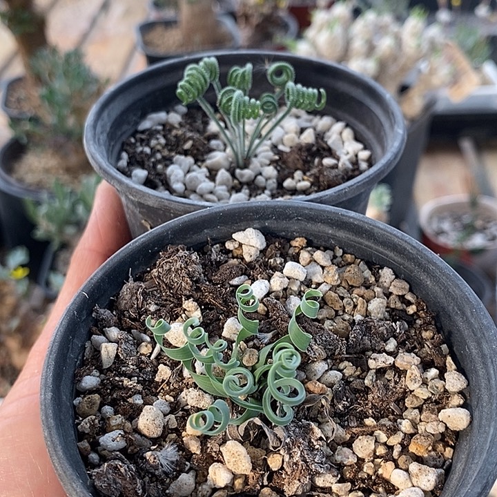 954弹簧草2颗一一一一一一一带盆