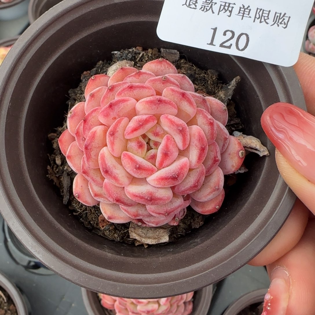 闪购精品多肉120号