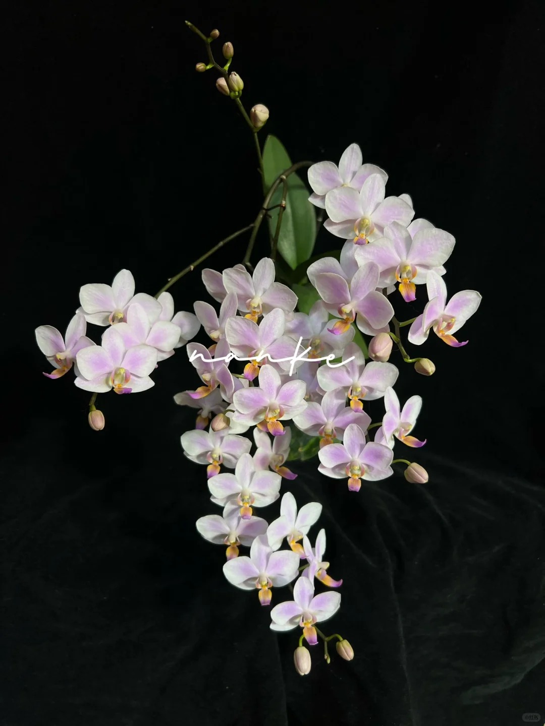 蝴蝶兰【残雪-未抽梗】3寸新苗成熟苗仅是苗不带花剑无花