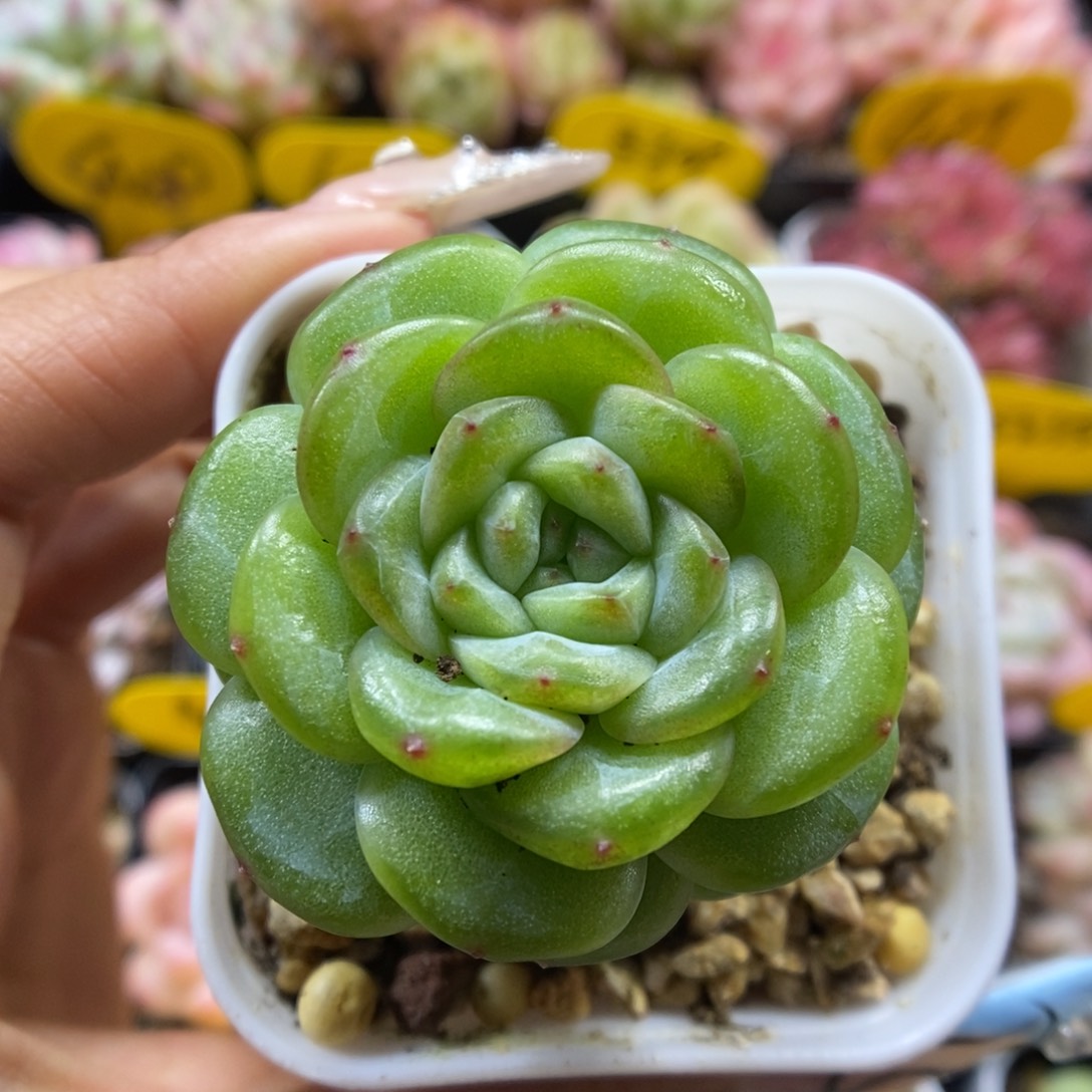 叠叶果冻心珍妮4946号