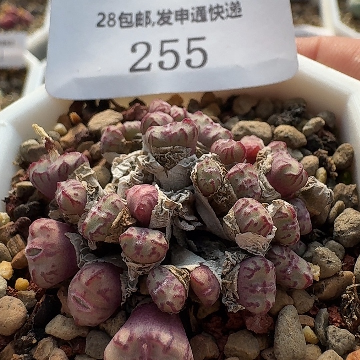 255 红宝石安贞。     