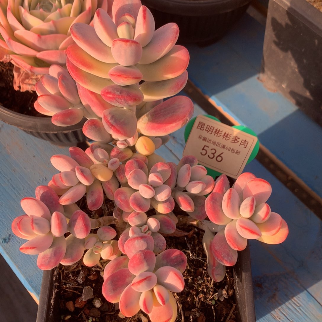 乒乓福娘锦老桩536