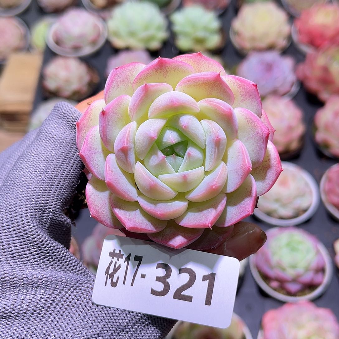 花17-321新品单头含盆土