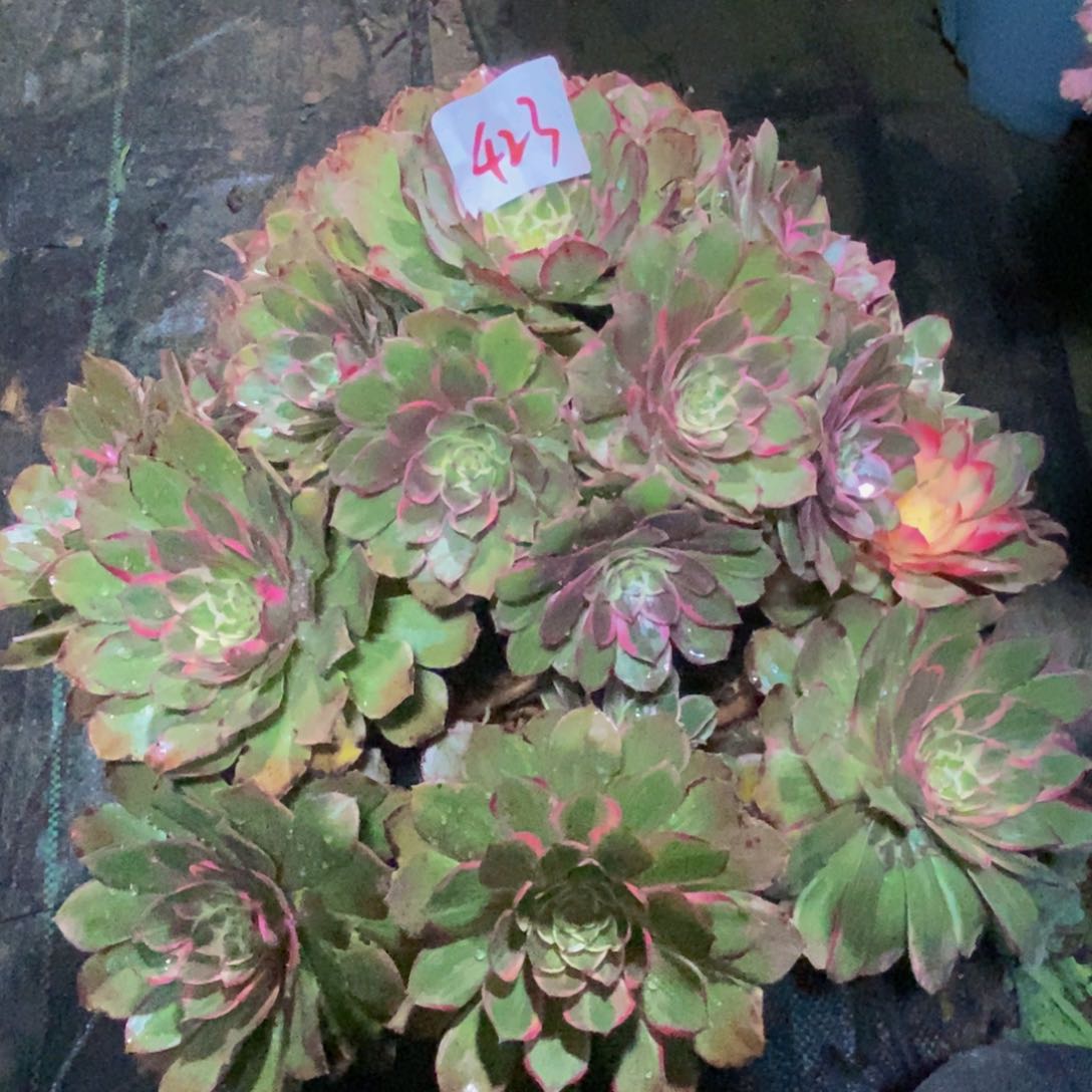 423号莲花座法师多肉