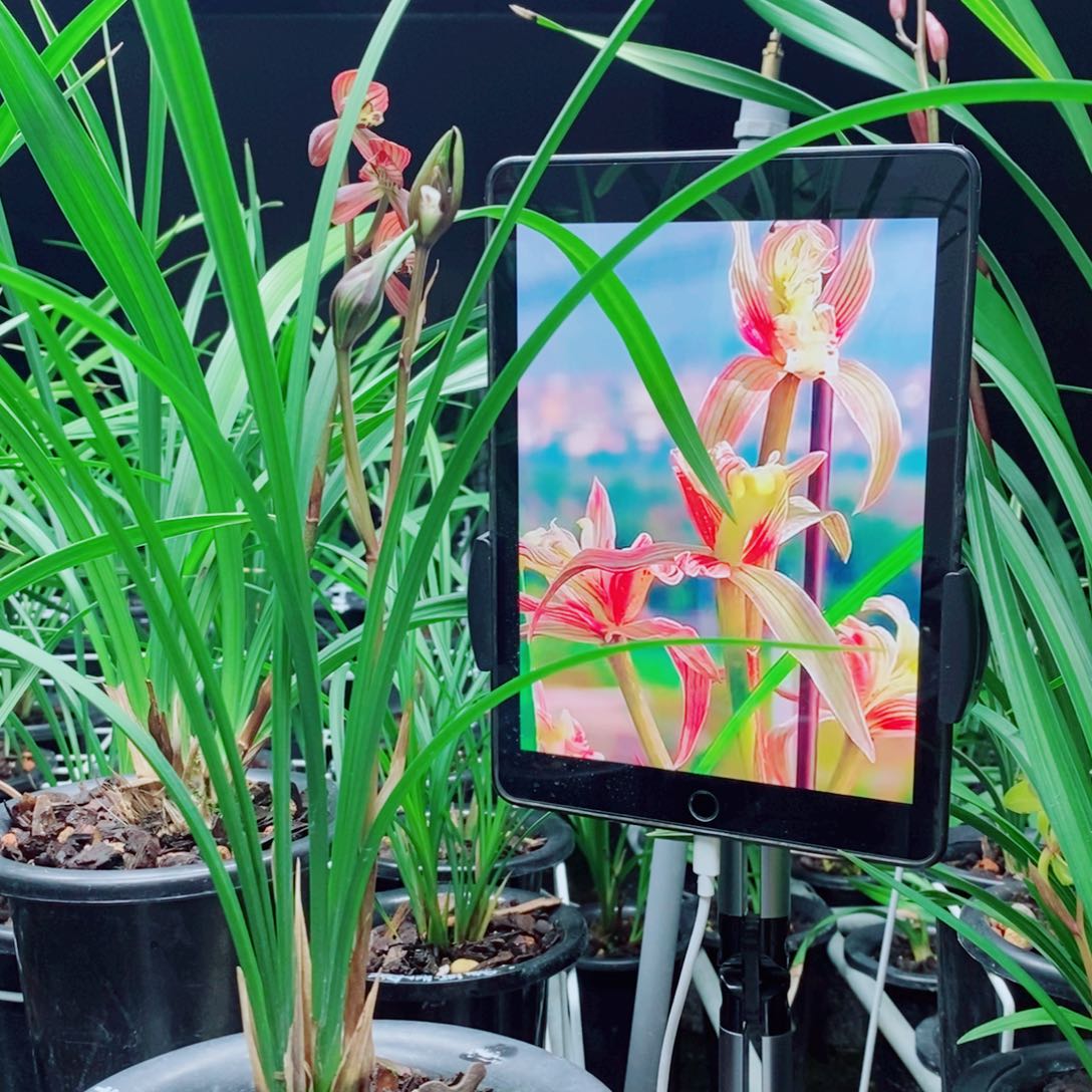 大部分花苞少量开放