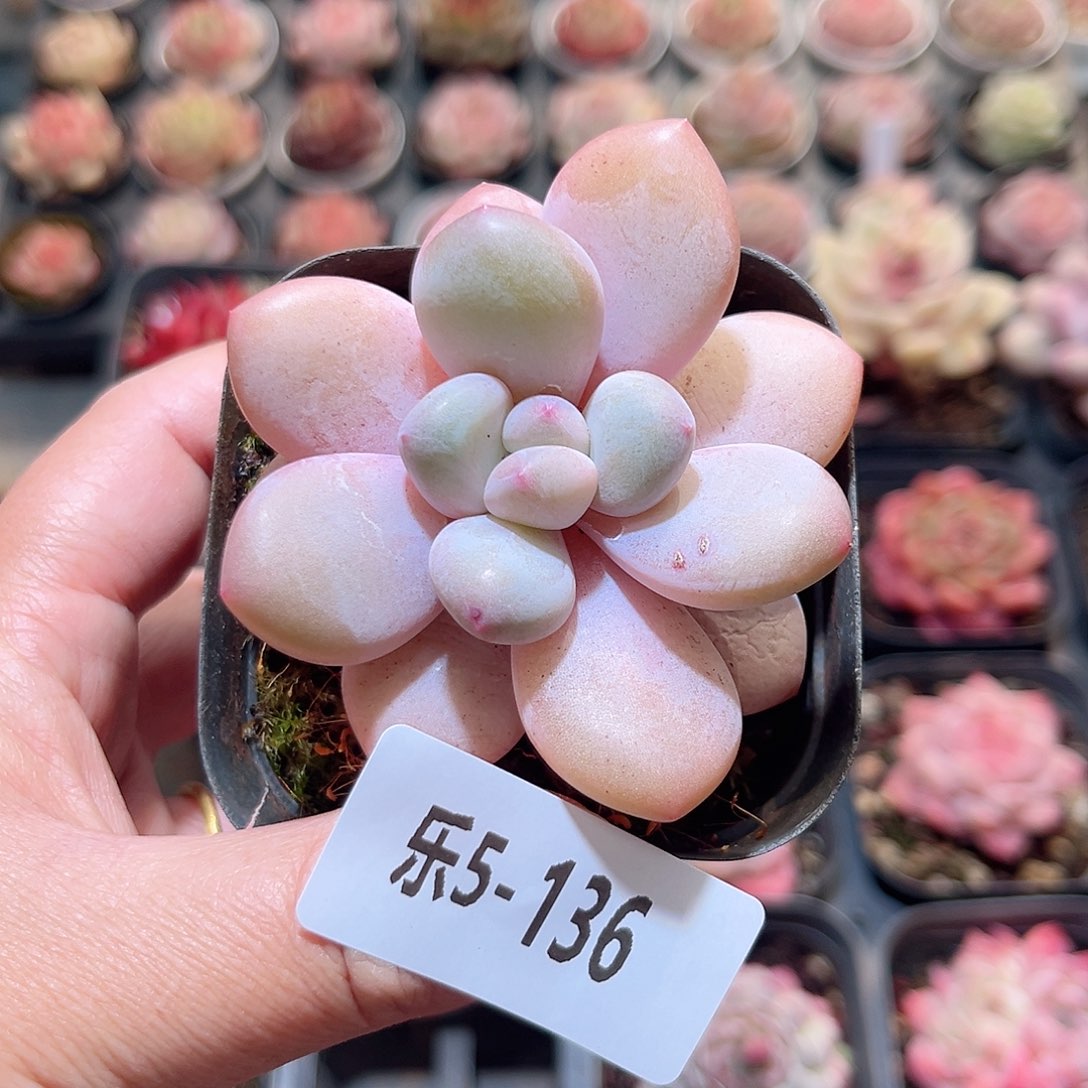 乐5-136 新品单头