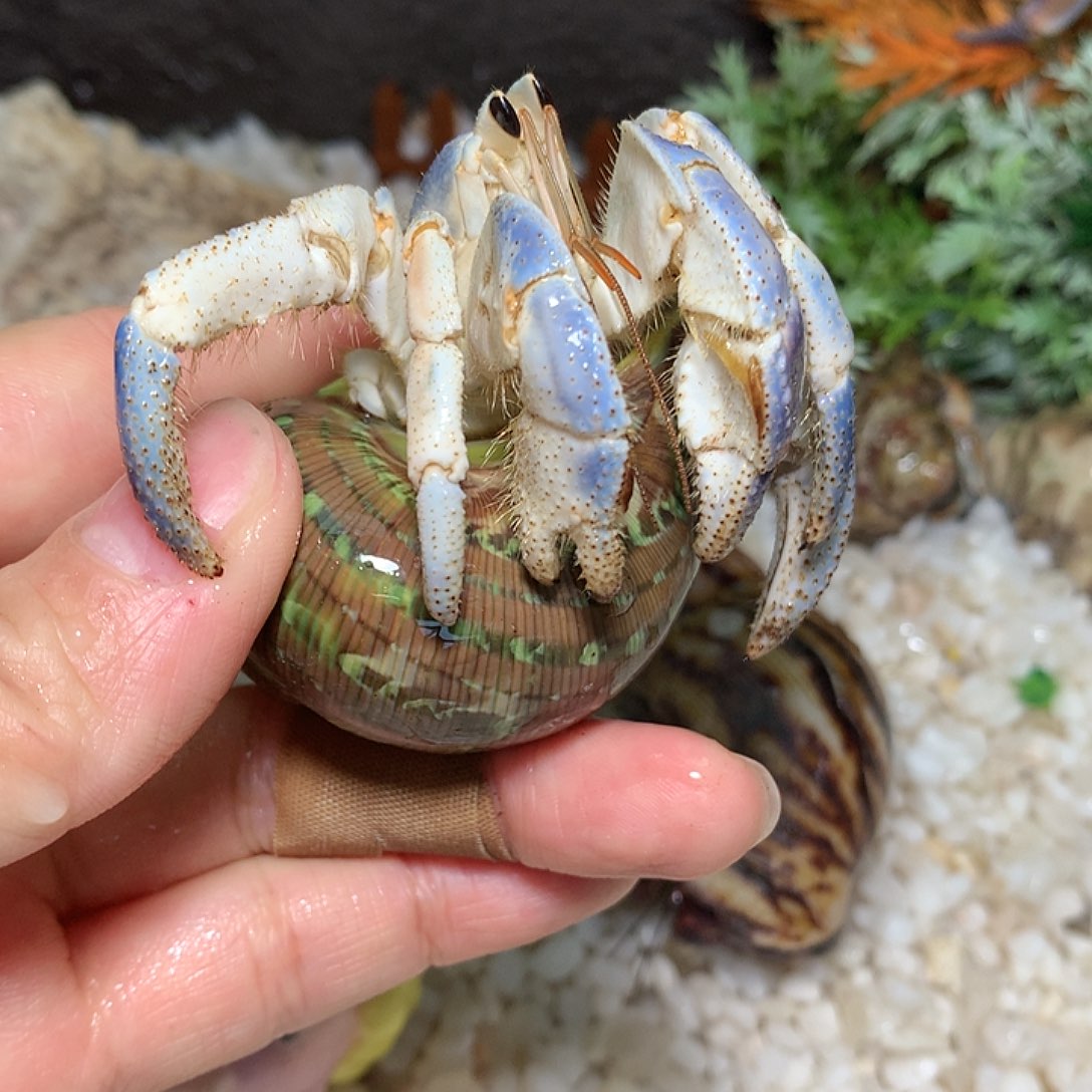 2.5口径奔跑的寄居蟹8号