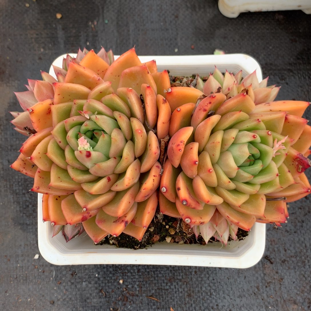 1067杂交精品基地16厘米