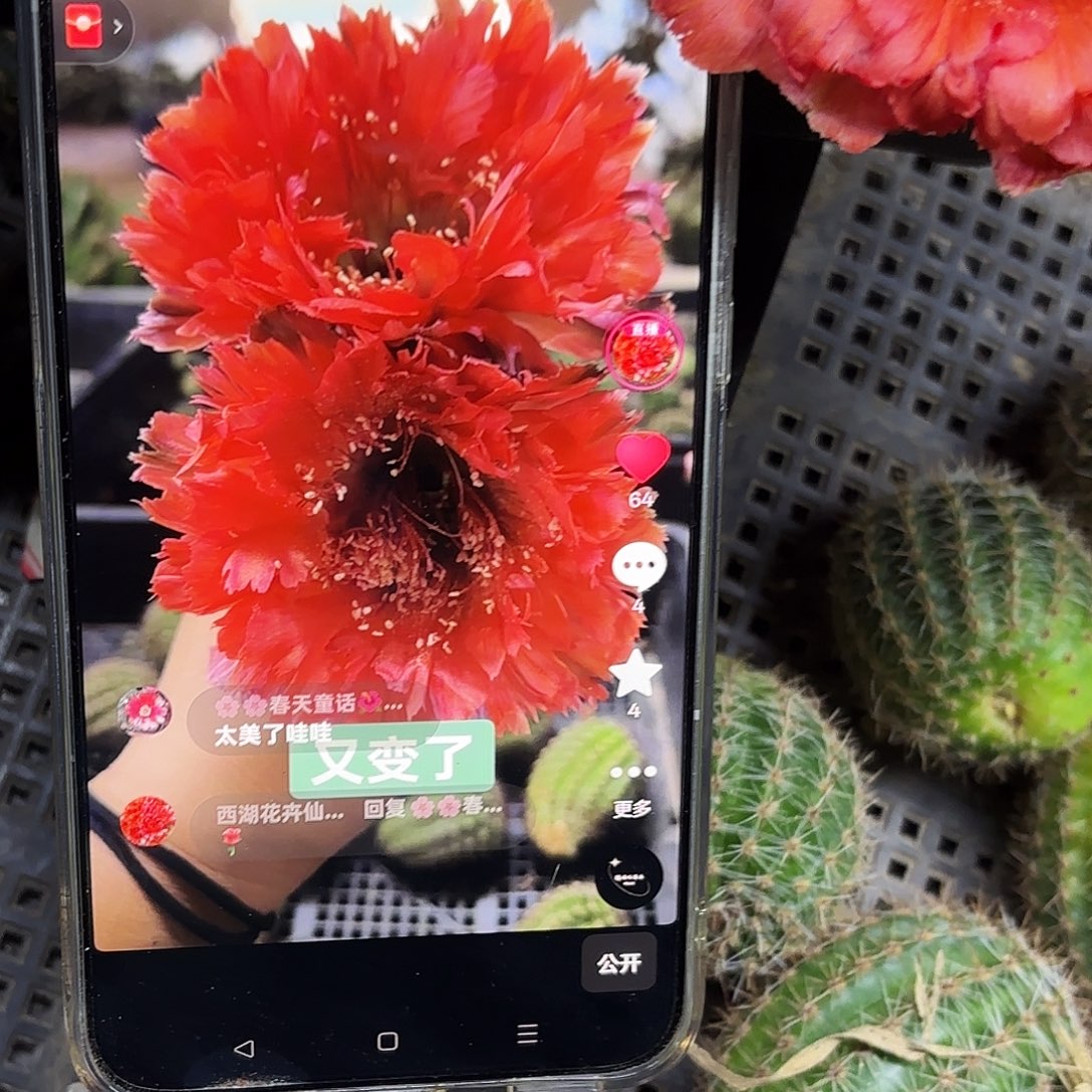 A113彩侧牙4-5公分20包邮12