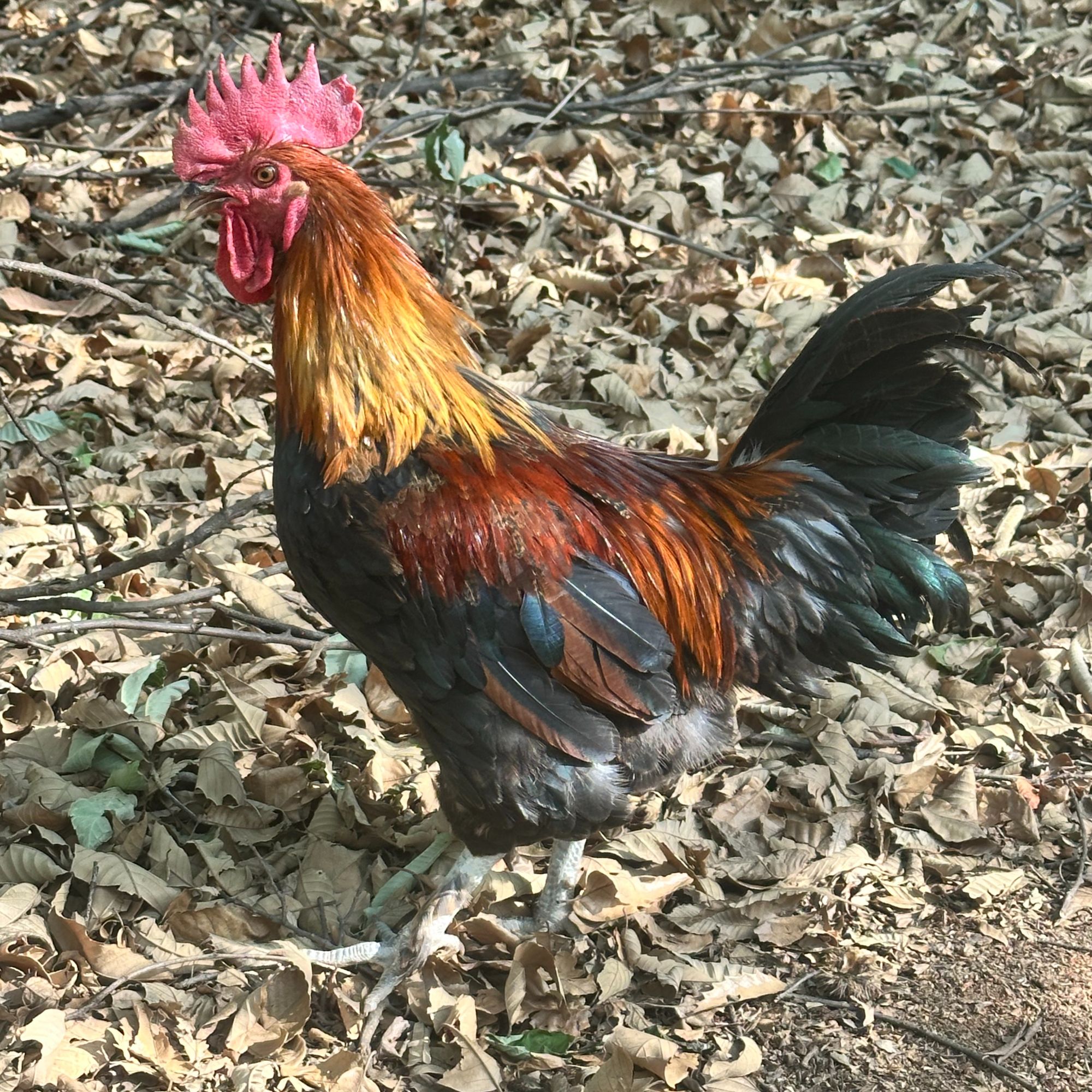 宠物鸡  云南散养老品种土鸡（活的）