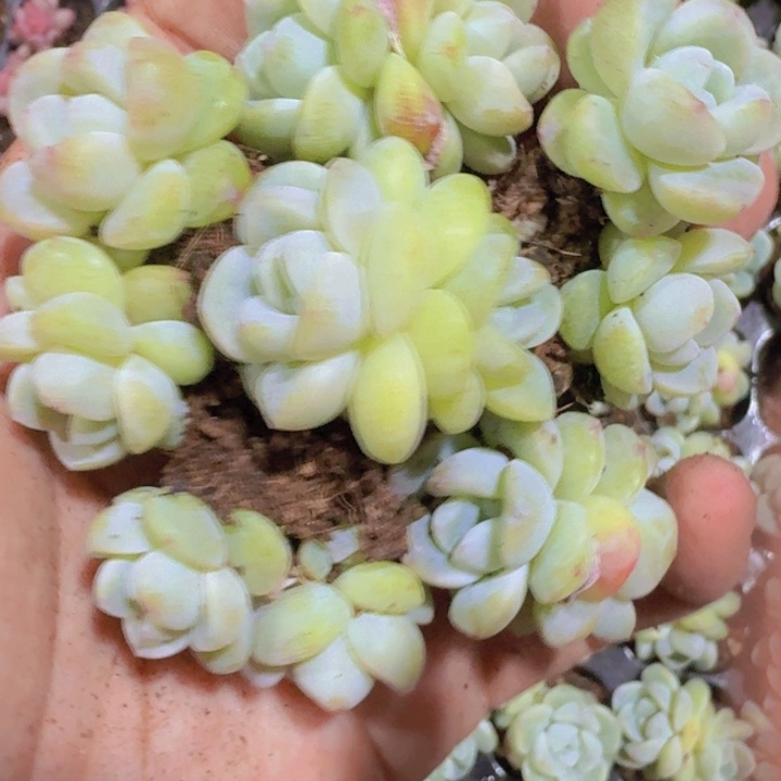 琥珀冰玉五颗一组