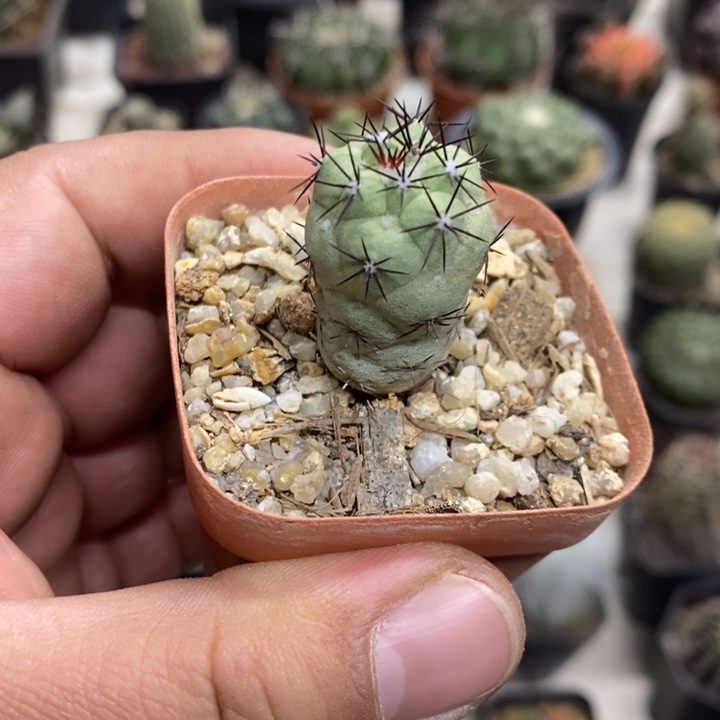 黑刺帝王丸特价福利