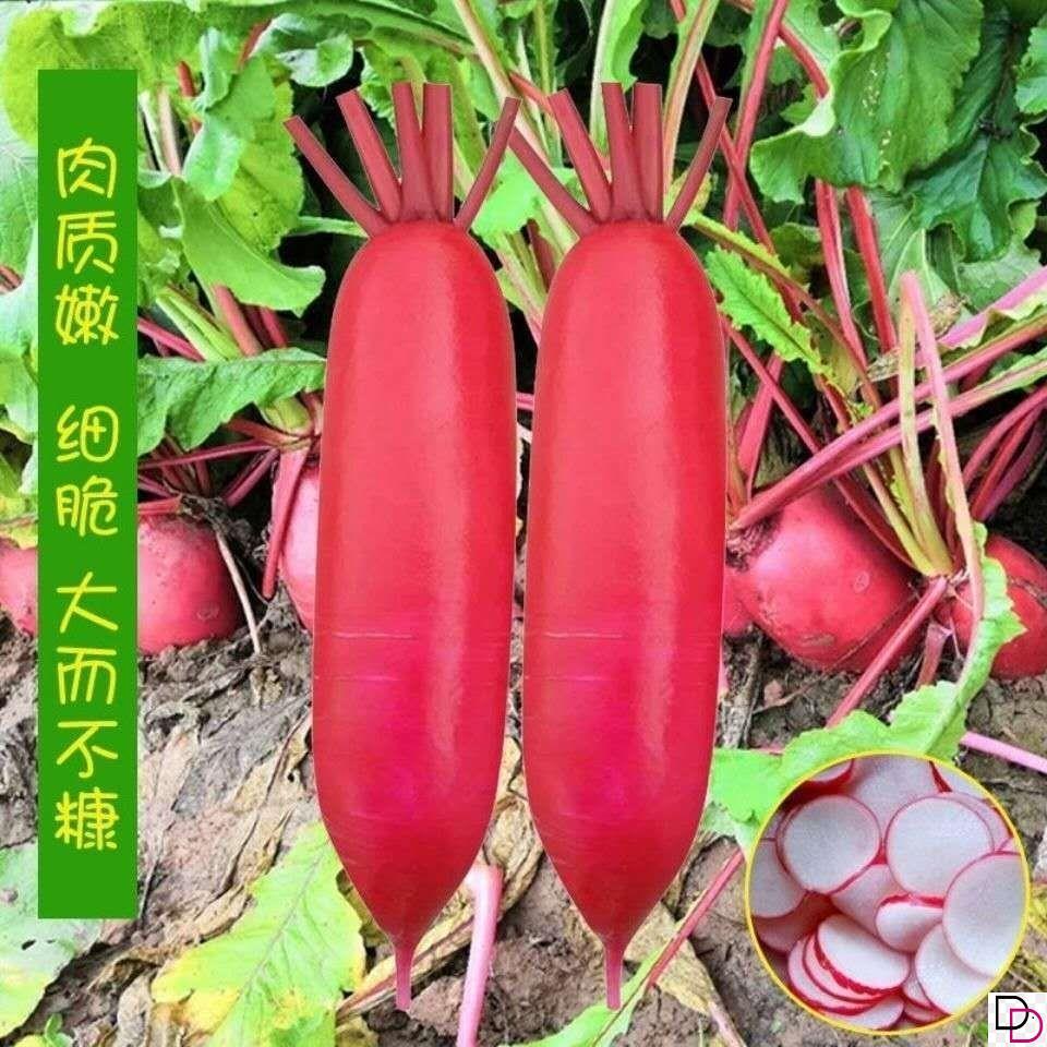 【满5包包邮】水萝卜种子红皮白肉萝卜种籽早熟脆甜四季播蔬菜种子