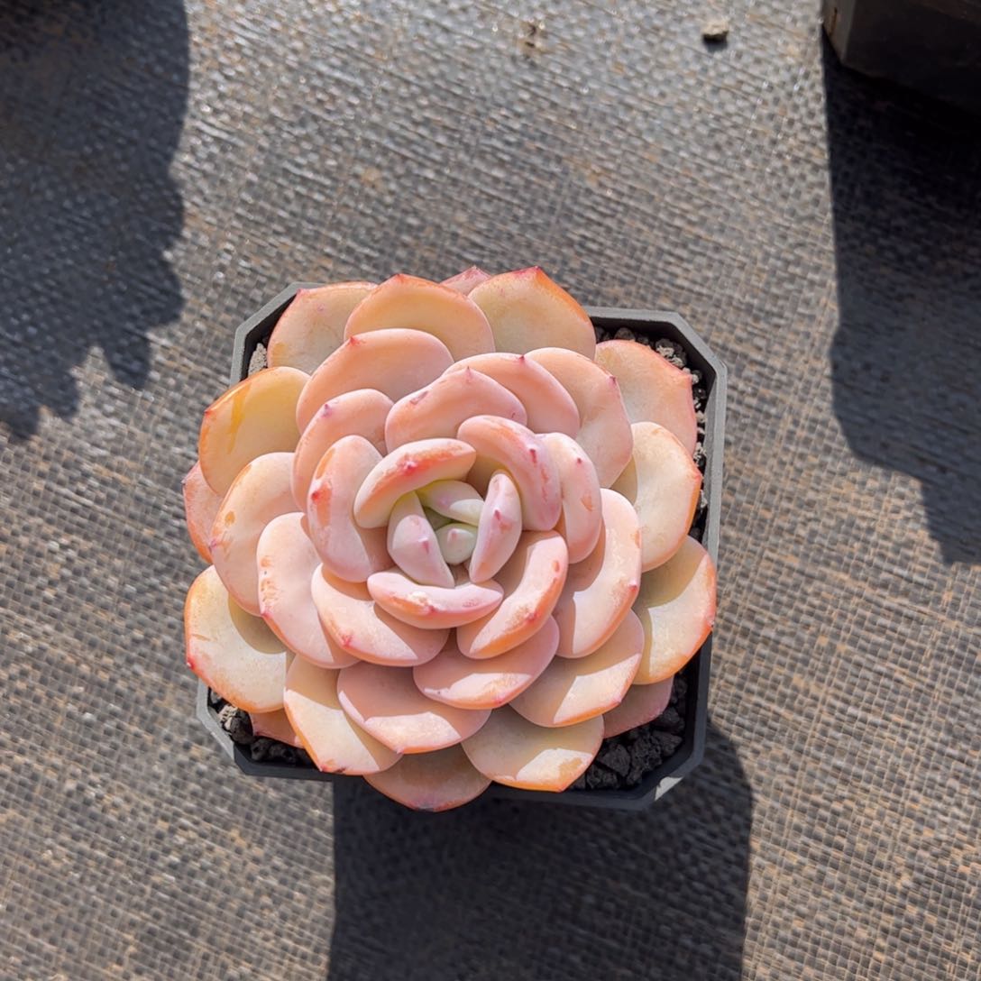 张张精品多肉青丝