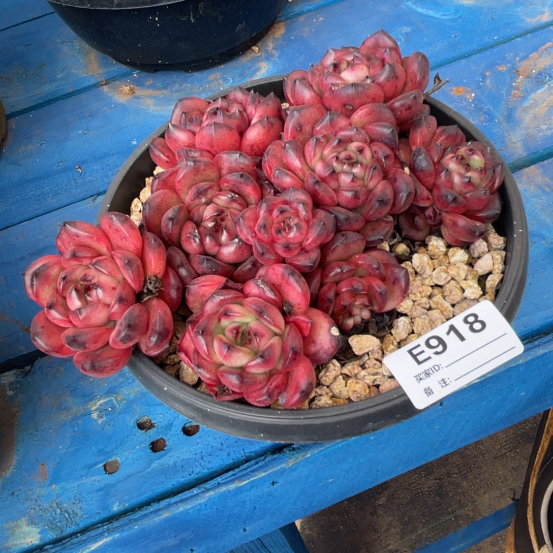 无花朵若如东云组拍E918