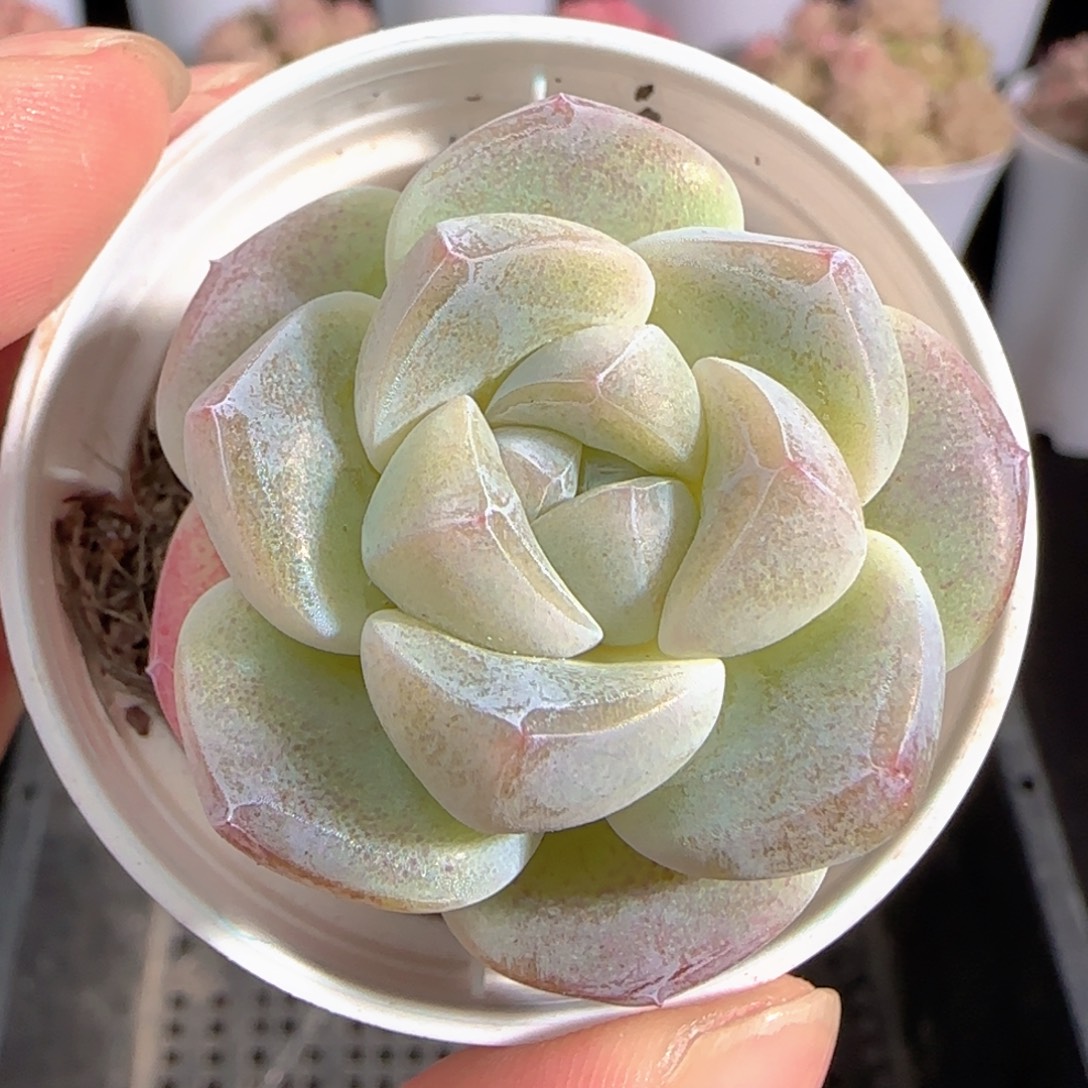 多肉0103-44冰玉冰玉