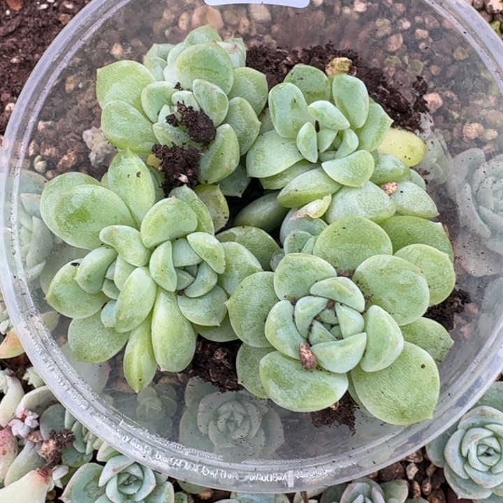 蜜***李139财富三饭盒一组