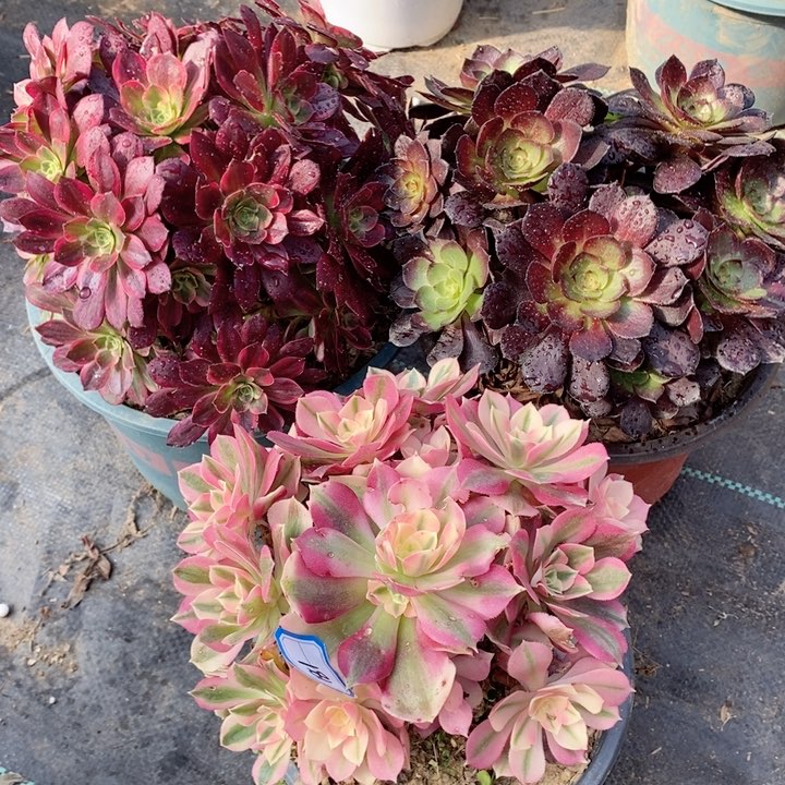 181粉女巫，安娜，赤艳莲多肉