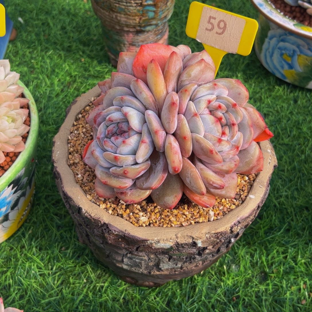 三***子四头星影59号多肉