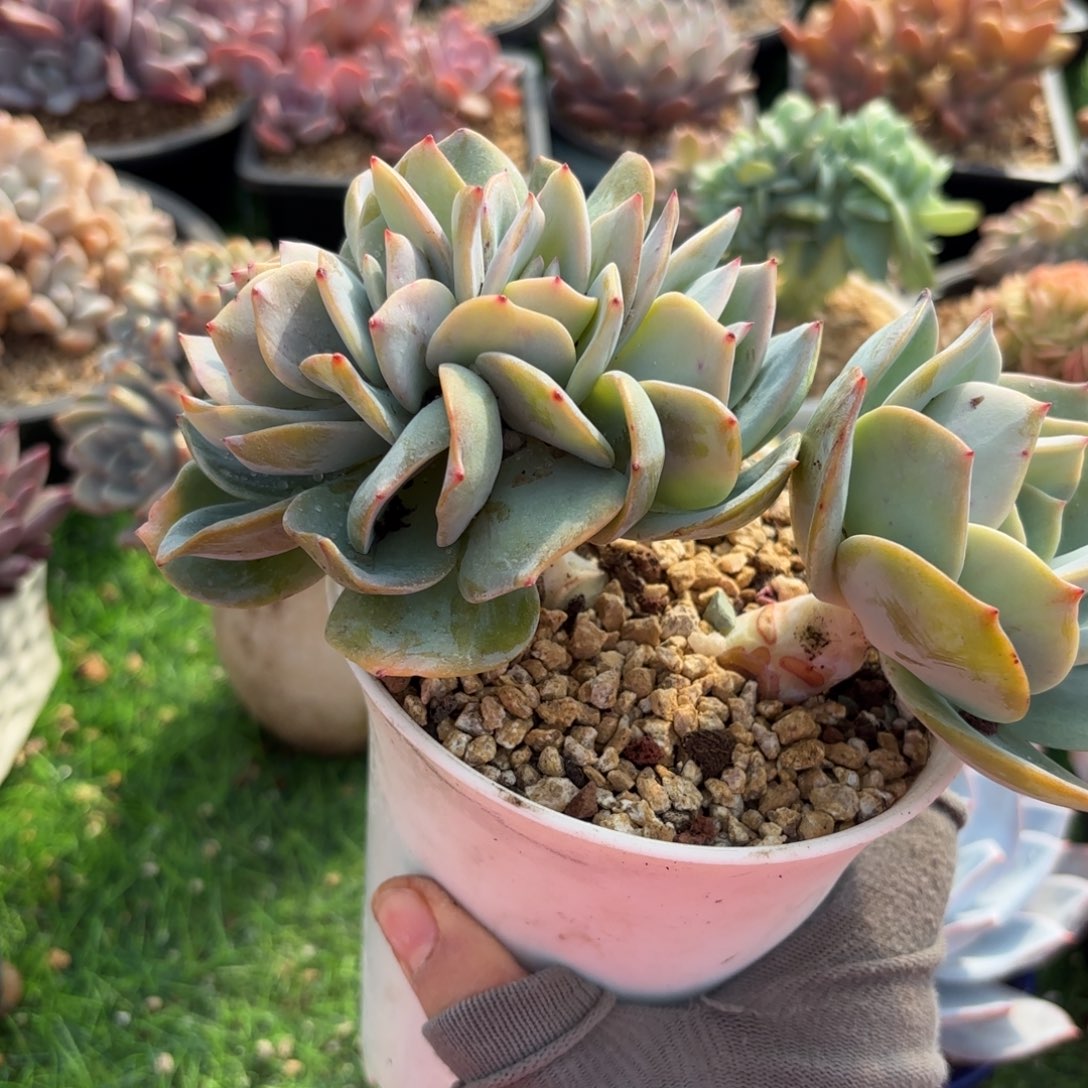 白凤多肉8888888888