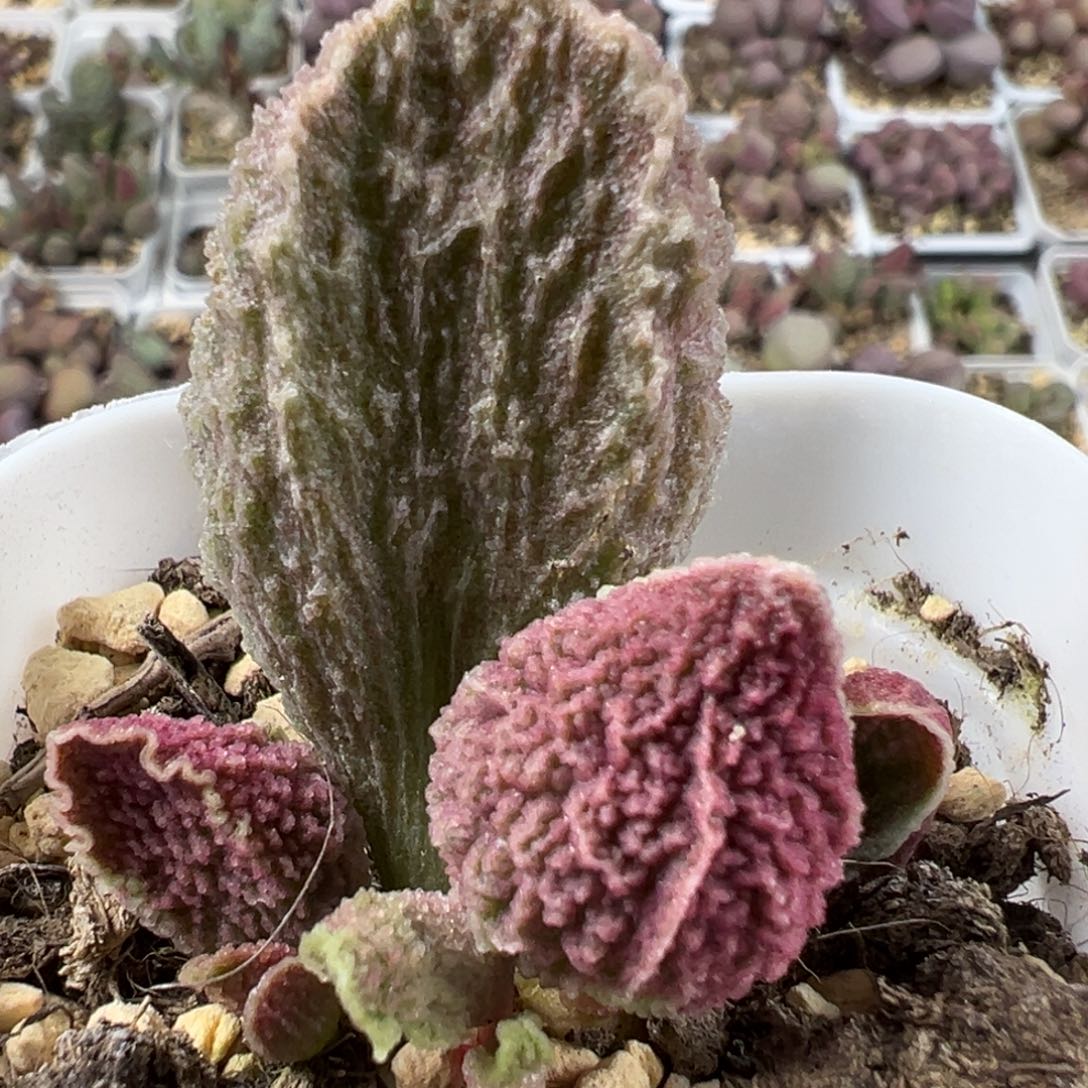 实生底叶苗纹路款多肉植物水泡