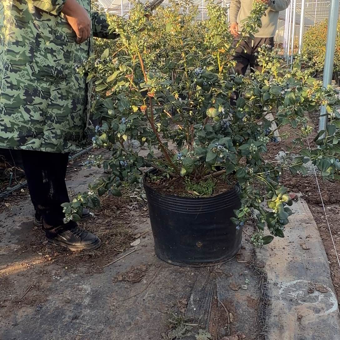 小***贴以实际为准小布贴蓝莓树专属