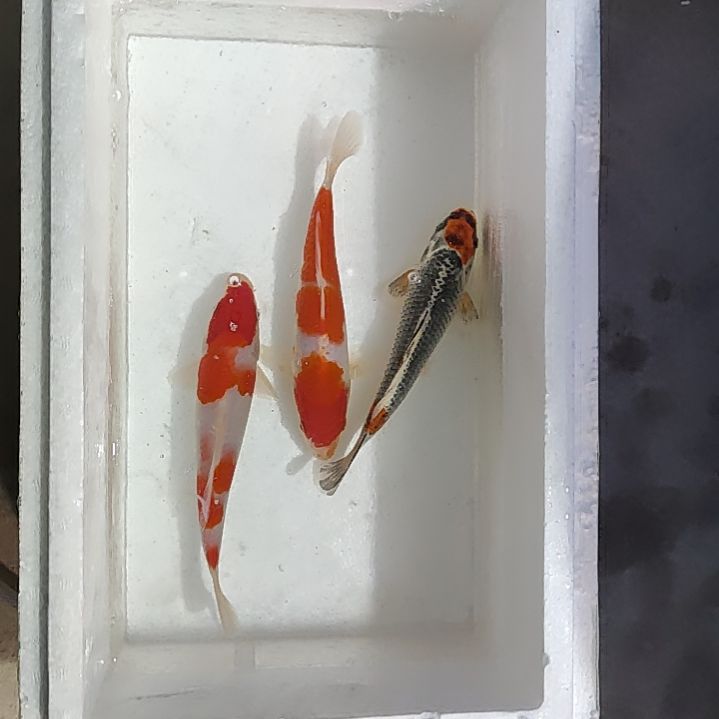 红白，孔雀精品锦鲤，包邮包损