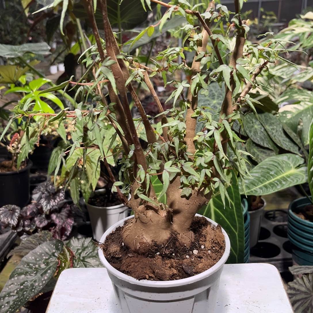 不开花植物开普敦上海