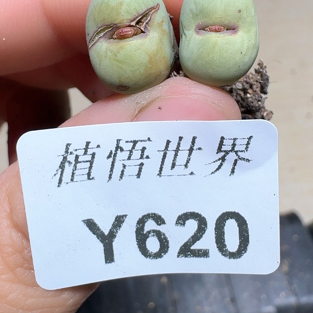 620盒多肉植物哇c v