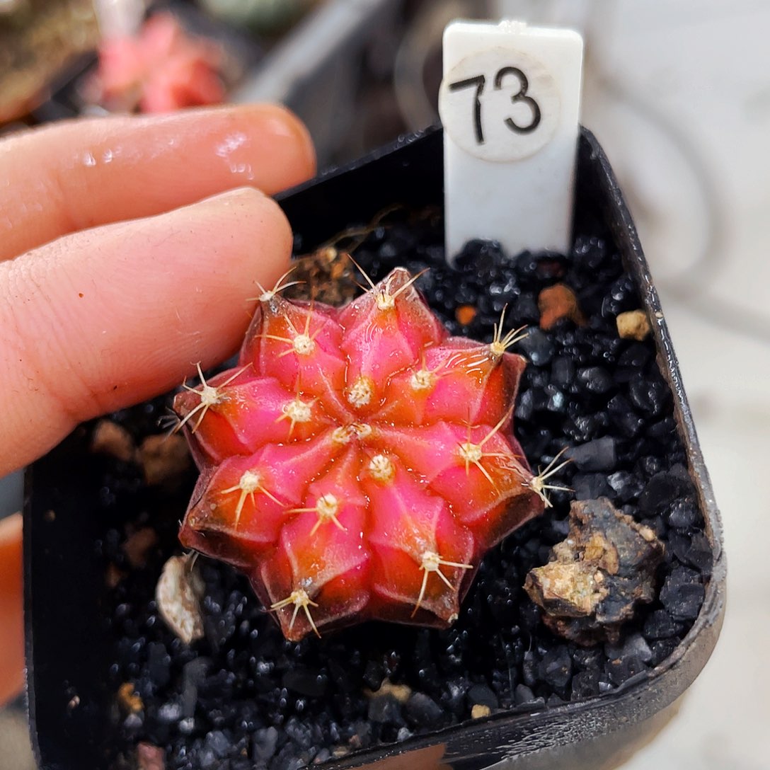 非偏远地区满25包邮仙人球丹顶鹤