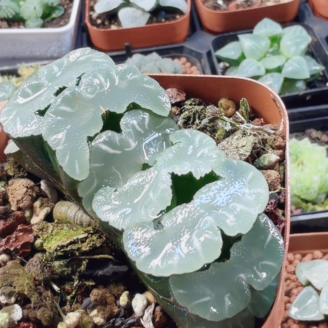 十二卷鬼岩稻妻福利