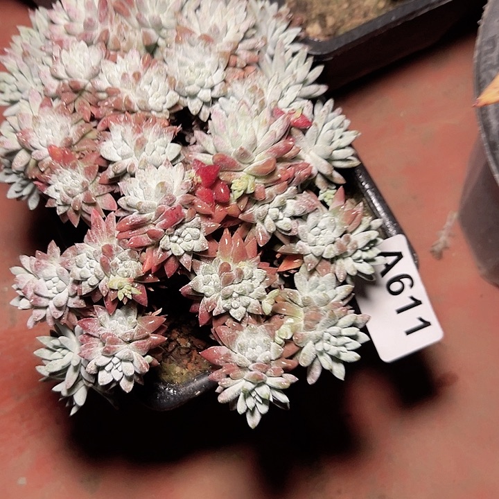 小鹿多肉一物一拍611