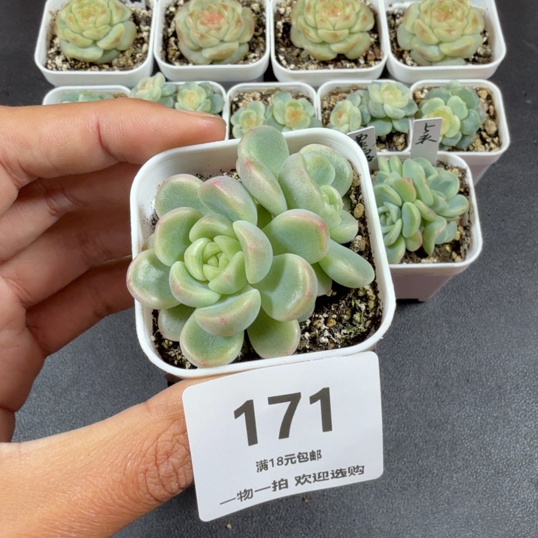 双头童话一物一拍171