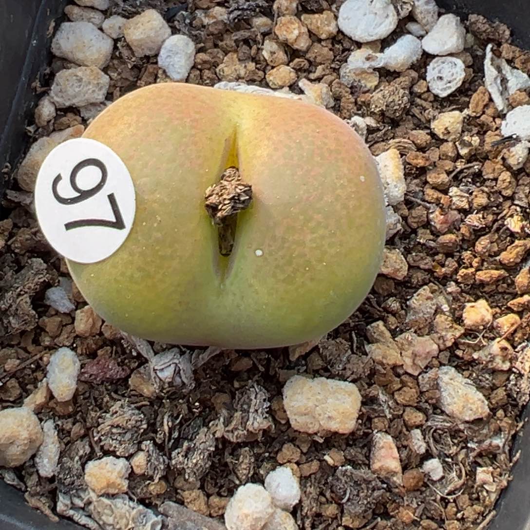 多肉植物111111111111111