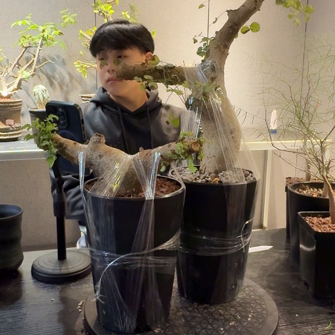 岩生没药熟桩带盆