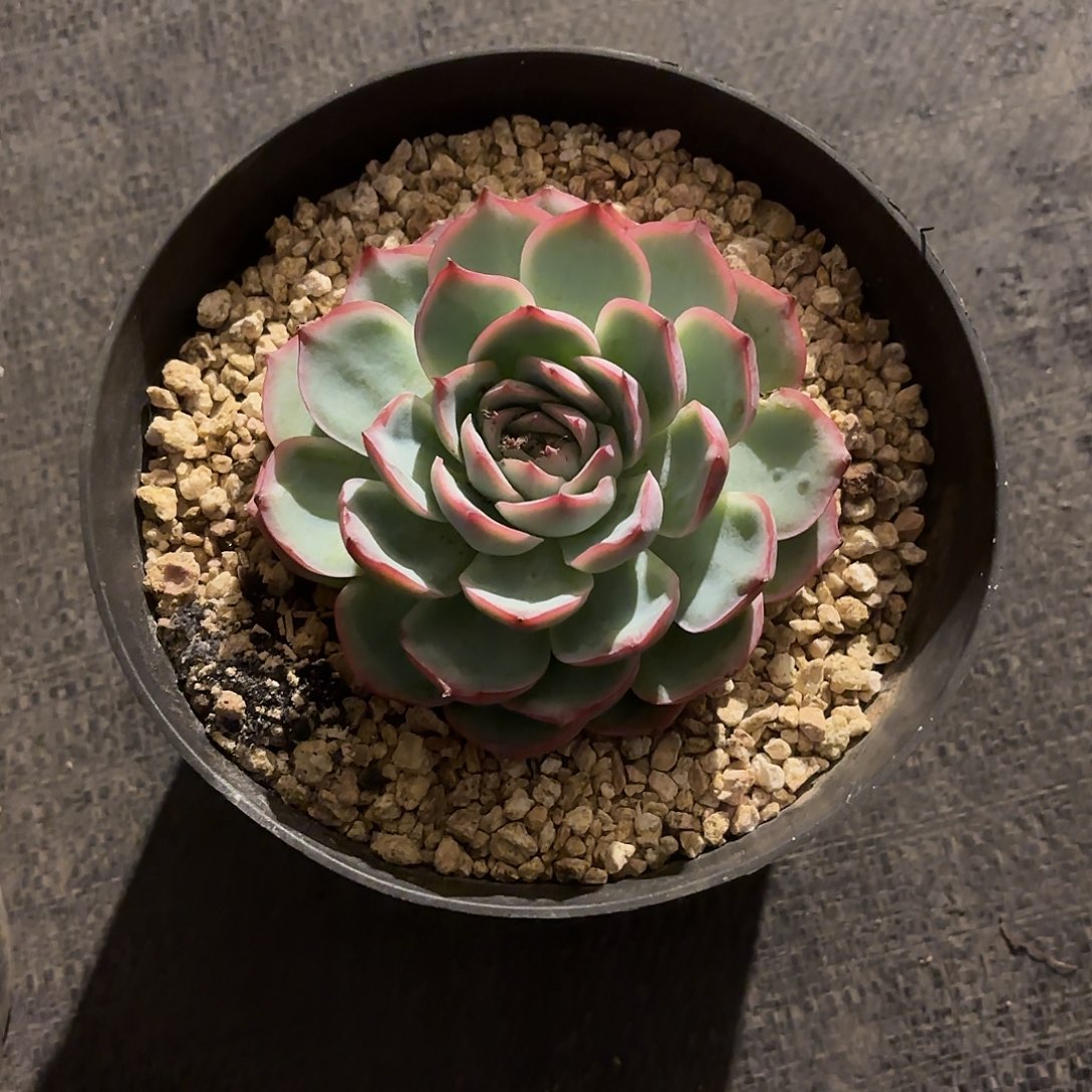 多肉植物提取精华提取