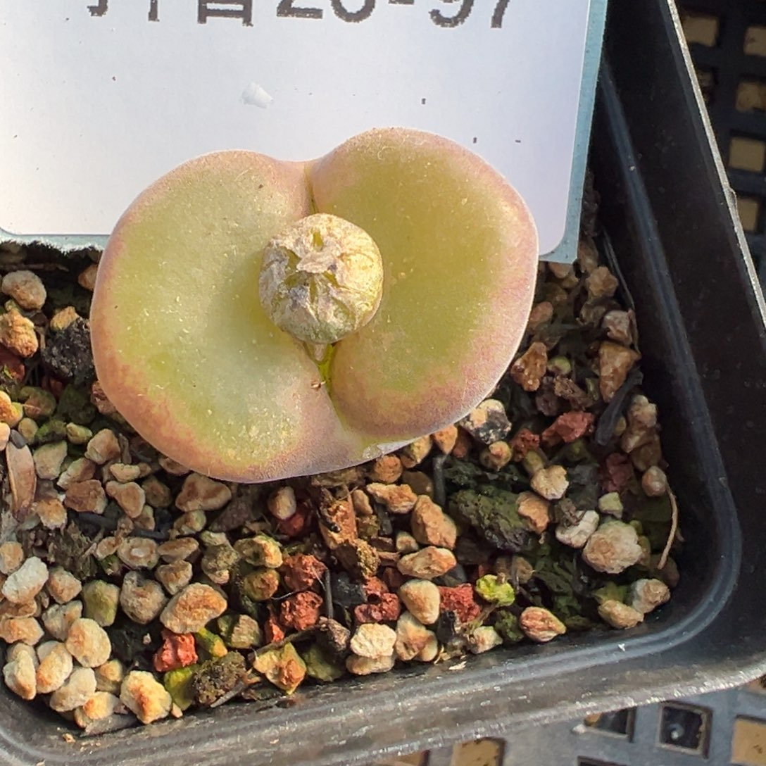 ****儿26-97肉锥多肉植物，