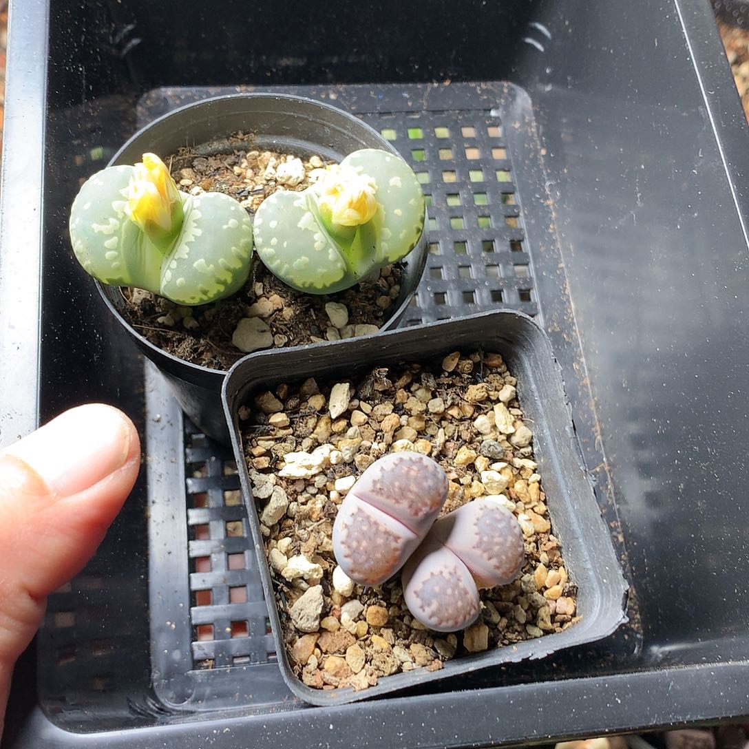 M**aK286多肉植物保护