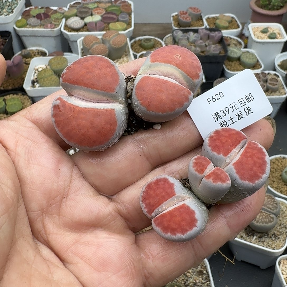 阿***蕾620多肉哈哈哈哈哈哈哈哈