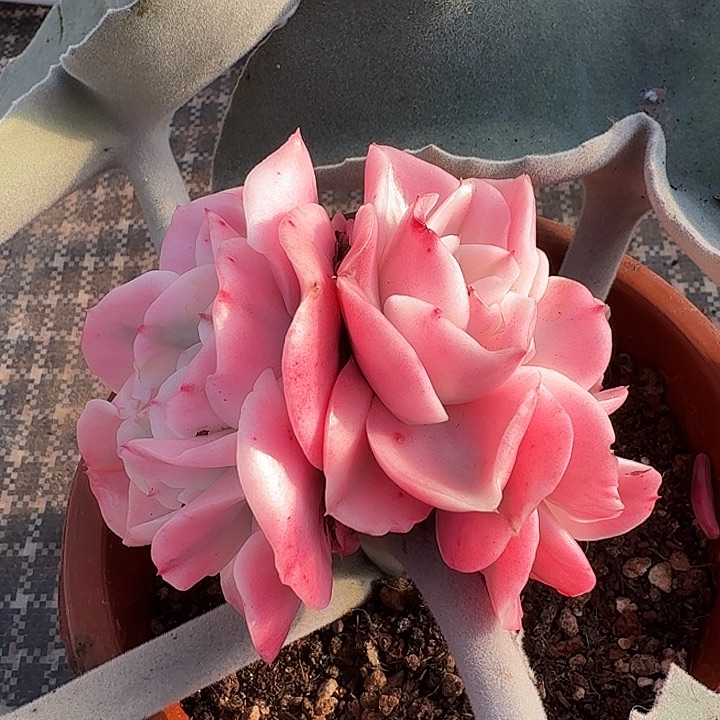 大河之舞锦腹轮锦缀化