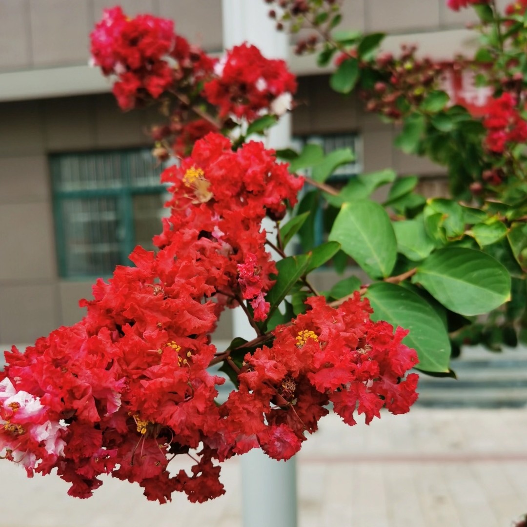 庭院紫薇树苗红火箭花苗天鹅绒老桩美国耐寒红火球百日红大树绿化