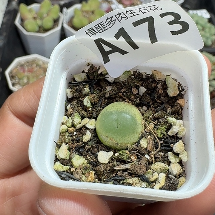 173多肉植物多肉植物