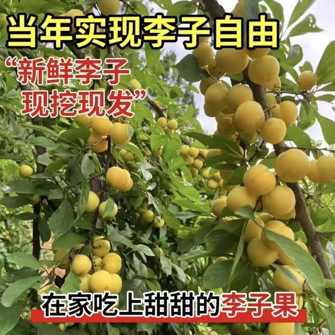 蜂糖李子树苗脆红李嫁接果树苗清脆李盆栽地栽南北方种植当年结果