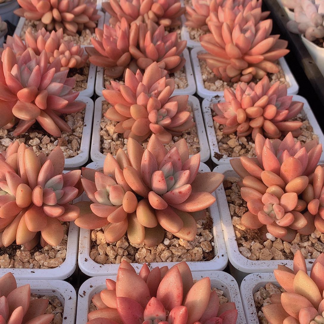 两颗赫菲鱼3456778899900