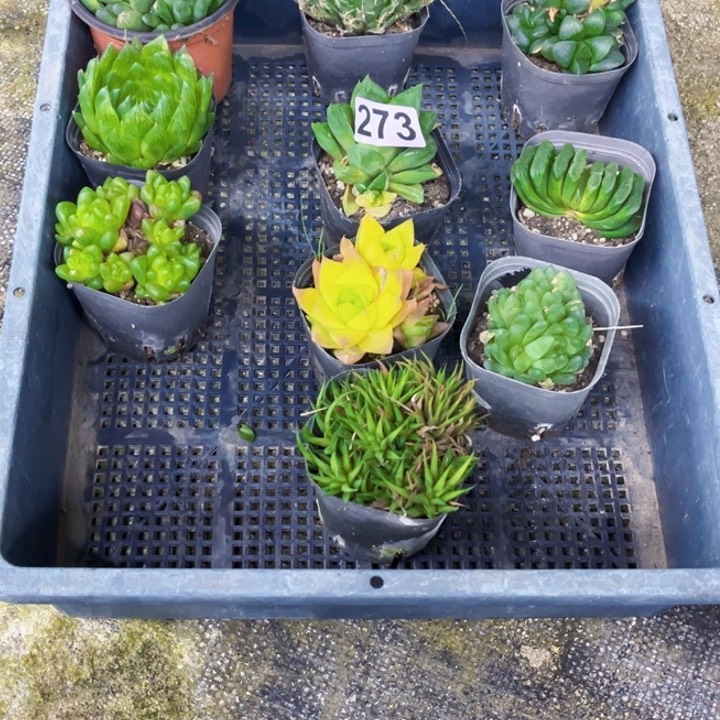 273 雨露一物一图如图