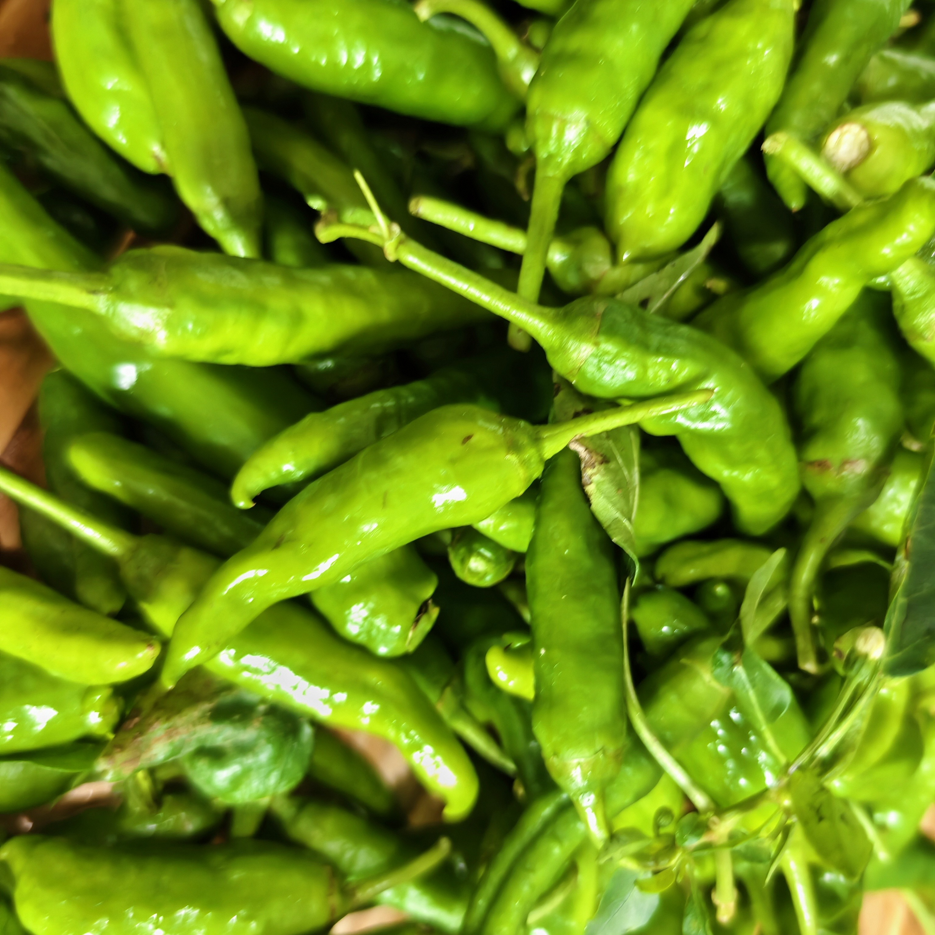 贵州赫章新鲜特色辣椒樟树港椒小雀椒新鲜直达这个辣椒微辣很香