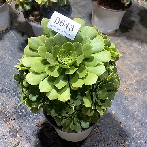 643路羊绒多肉法师锦