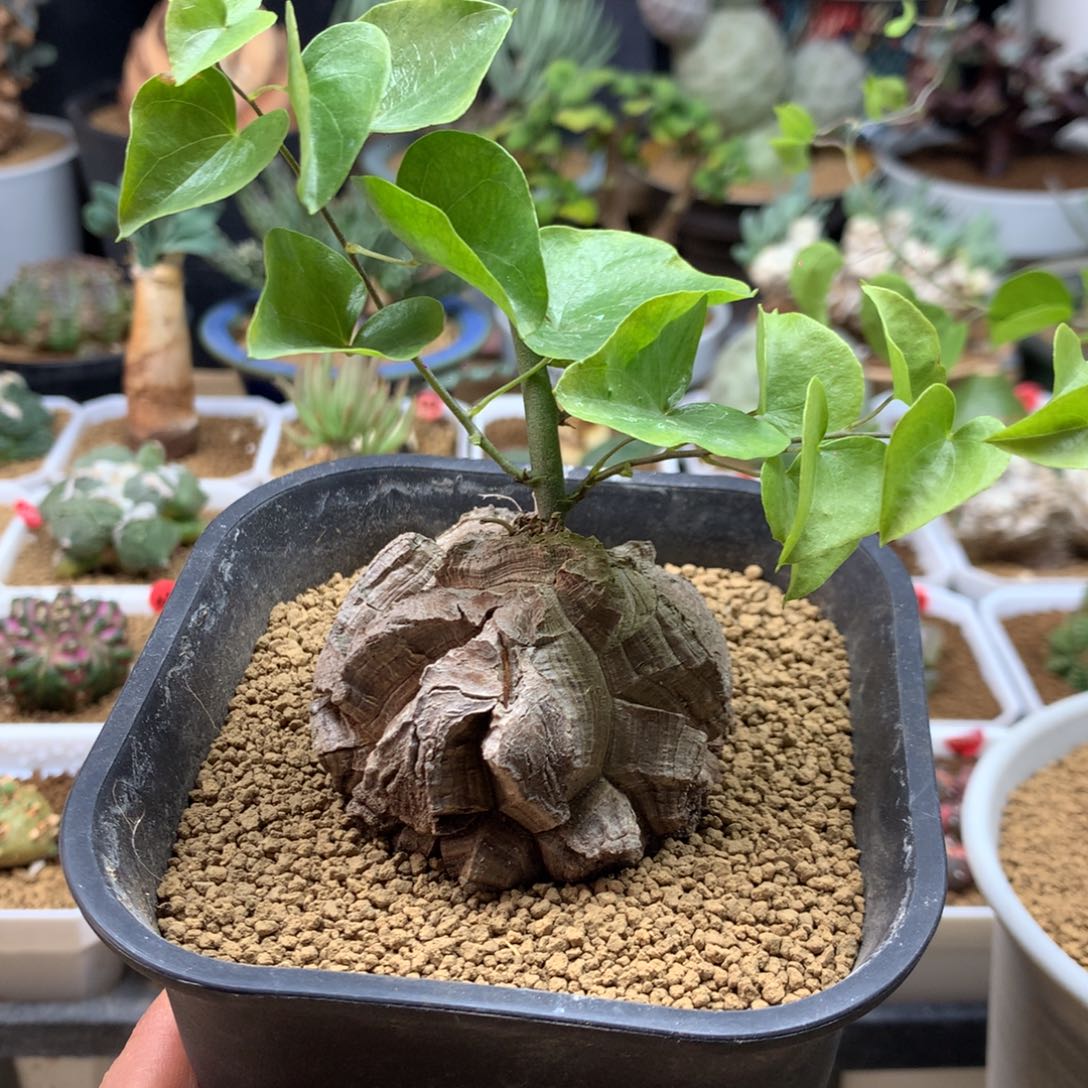 南非龟甲龙带盆5.4cm