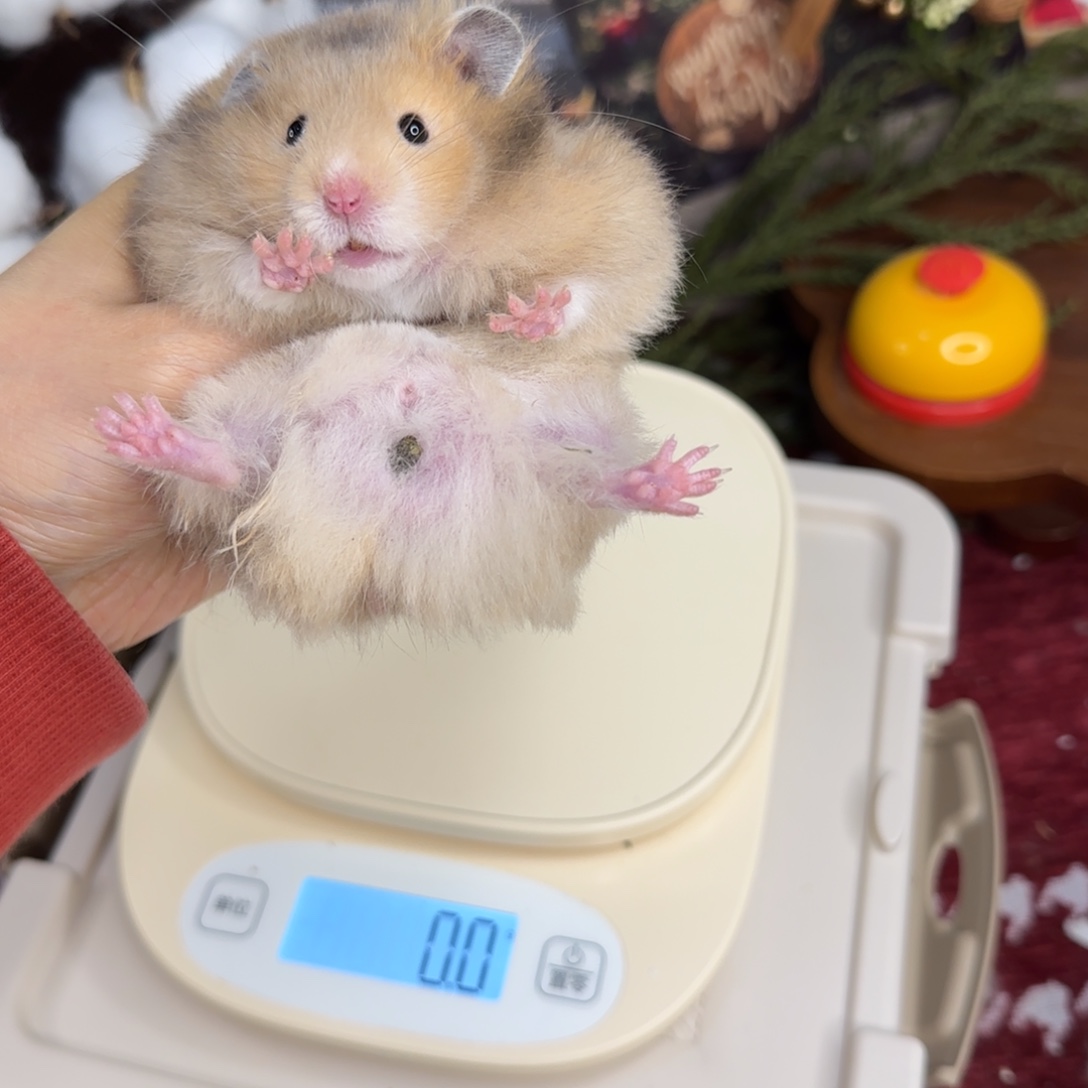 虎纹弟弟10.25生日