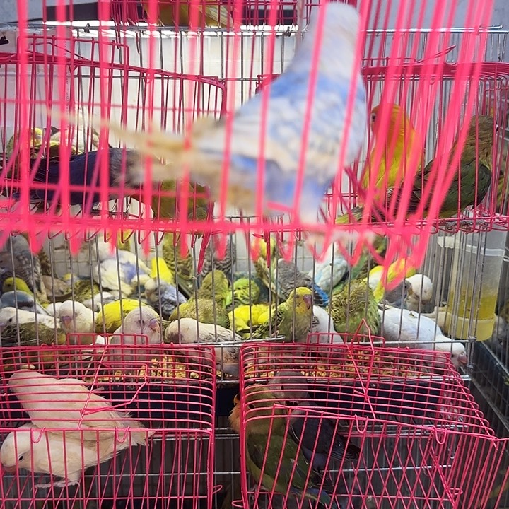 虎皮鹦鹉一物一拍